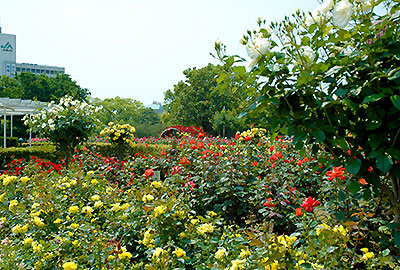 ばら公園
